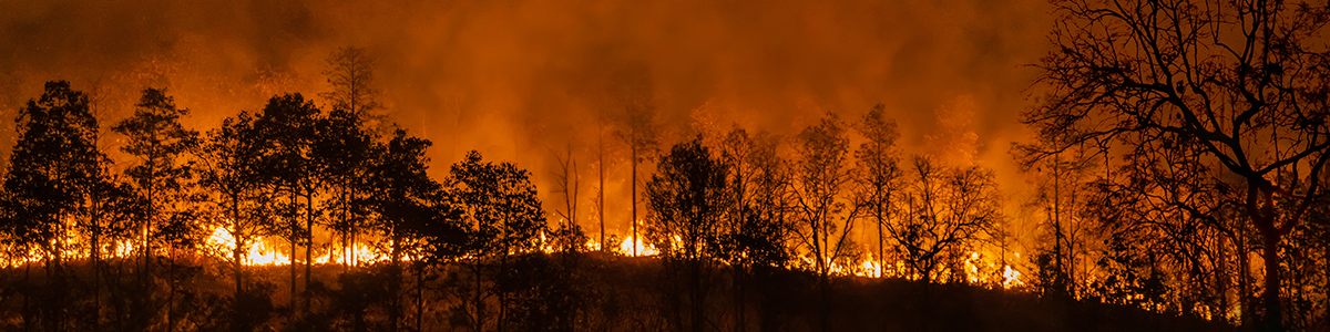 Incendie dans une région forestière d’Asie équatoriale
