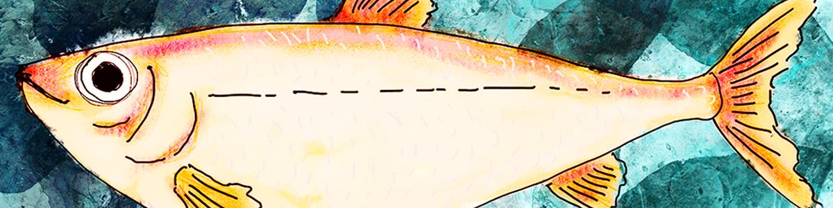 Zoe Todd, Shortjaw Cisco (séries en cours sur les poissons de l’Alberta), dessin numérique de l’original (2021).